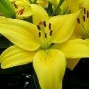 Lilium 'Classic Joy'