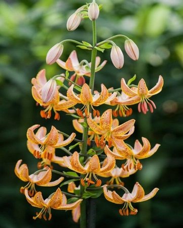 LILIUM GUINEA GOLD