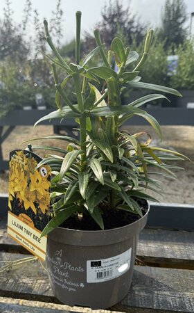 LILIUM IN VARIETY