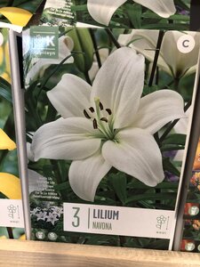 LILIUM NAVONA