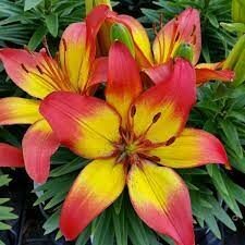 Lilium 'Sunset Joy'