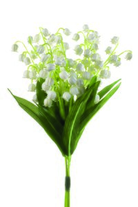Lily of the valley bundle white x3