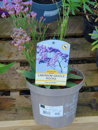 Limonium Dazzle Rock