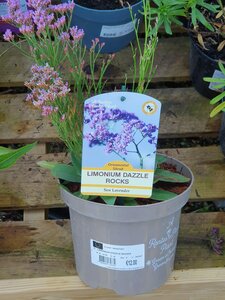 Limonium Dazzle Rock