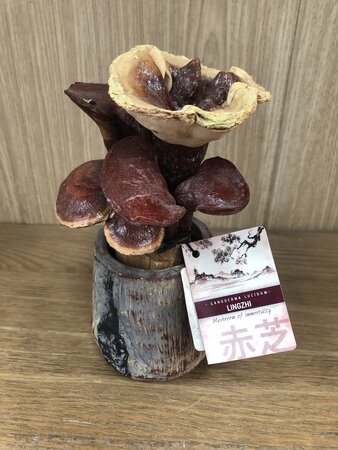 Lingzhi ganoderma