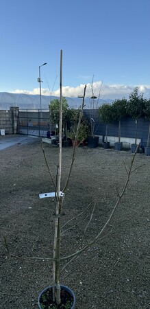 LIQUIDAMBER S. PAARL