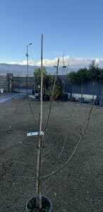 LIQUIDAMBER S. PAARL