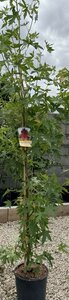 LIQUIDAMBER S. WORPLESTON - image 2