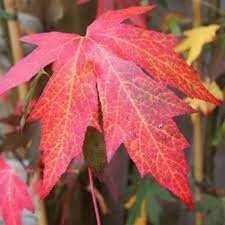 LIQUIDAMBER S. WORPLESTON