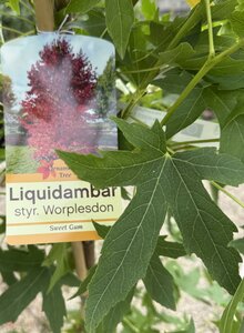 LIQUIDAMBER S. WORPLESTON