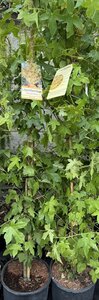 LIQUIDAMBER STYRACIFLUA