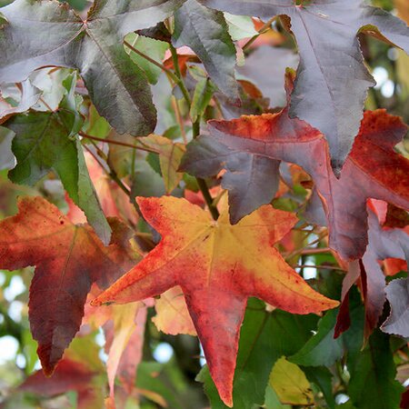 LIQUIDAMBER STYRACIFLUA