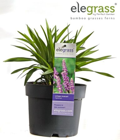 Liriope musc. 'Ingwersen'