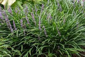 Liriope Muscari