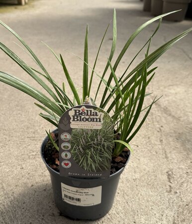 LIRIOPE muscari Big Blue