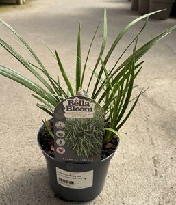 LIRIOPE muscari Big Blue
