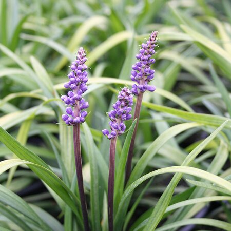 LIRIOPE muscari Big Blue