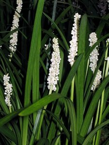 LIRIOPE muscari Monroe White