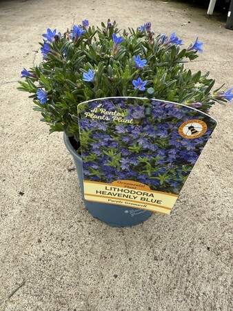 LITHODORA D. HEAVENLY BLUE