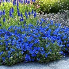 Lithodora diff.'Heavenly Blue'