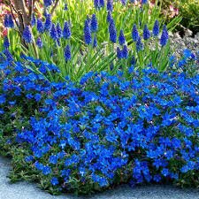 Lithodora diff. 'Heavenly Blue'