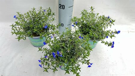 Lithodora diffusa