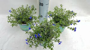 Lithodora diffusa
