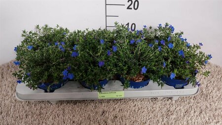 Lithodora diffusa P12