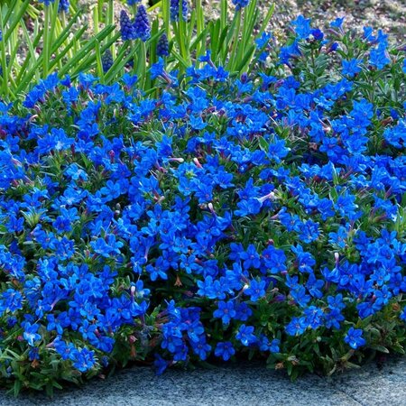 Lithodora heavenly blue