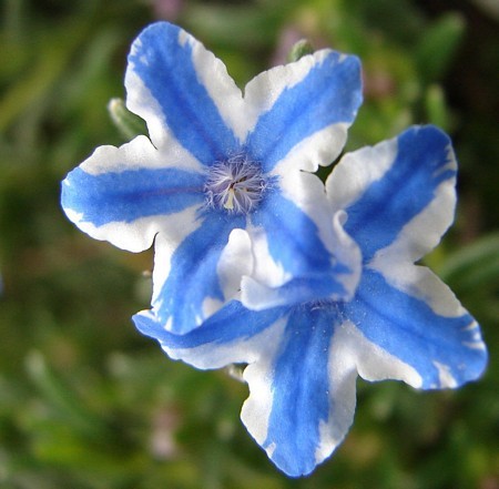 LITHODORA Star