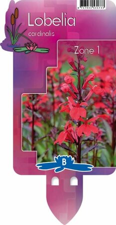 Lobelia cardinalis