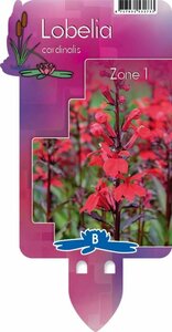 Lobelia cardinalis