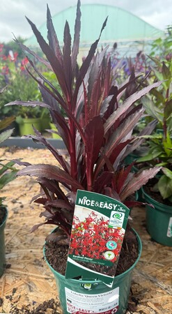 Lobelia 'Queen Victoria'