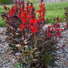 Lobelia speciosa 'Starship Scarlet'