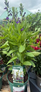 Lobelia Starship Blue