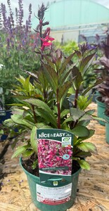 Lobelia Starship Deep Rose