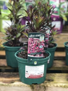 Lobelia Starship Deep Rose