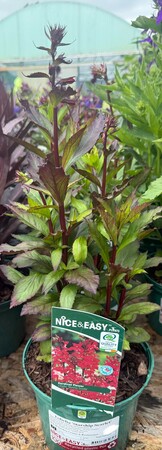Lobelia 'Starship Scarlet'