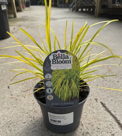 LOMANDRA Miners Gold 2L