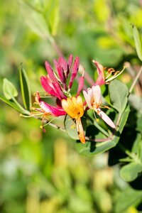 LONICERA BROWNII DROPMORE SCARLET