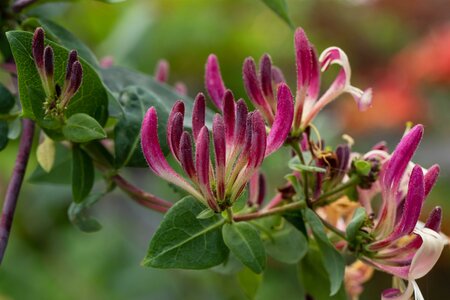 Lonicera heckrottii