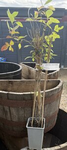 Lonicera heckrottii ''American Beauty''