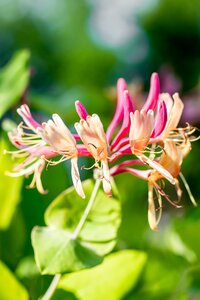Lonicera heckrottii ''American Beauty''