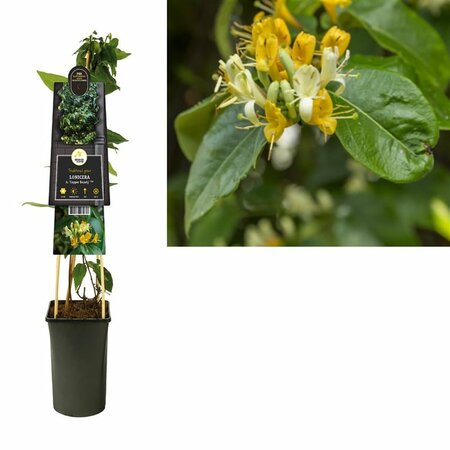 Lonicera heckrottii 'Copper Beauty'®