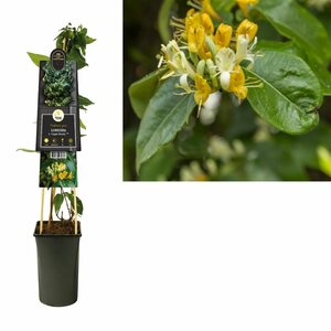 Lonicera heckrottii 'Copper Beauty'®