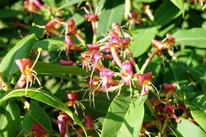 Lonicera henryi