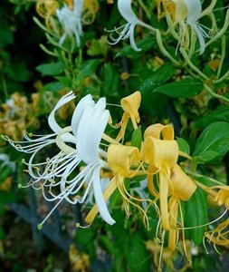 LONICERA JAPONICA HALLS PROLIFIC