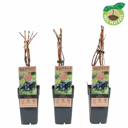 Lonicera kamtschatica 2 Ltr, single cane