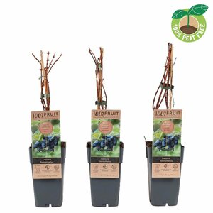 Lonicera kamtschatica 2 Ltr, single cane