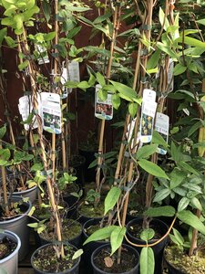 Lonicera mix / 2 Ltr, single cane (Assorted) - image 3